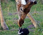 南アフリカで仲良しのキリンとウサギを目撃！