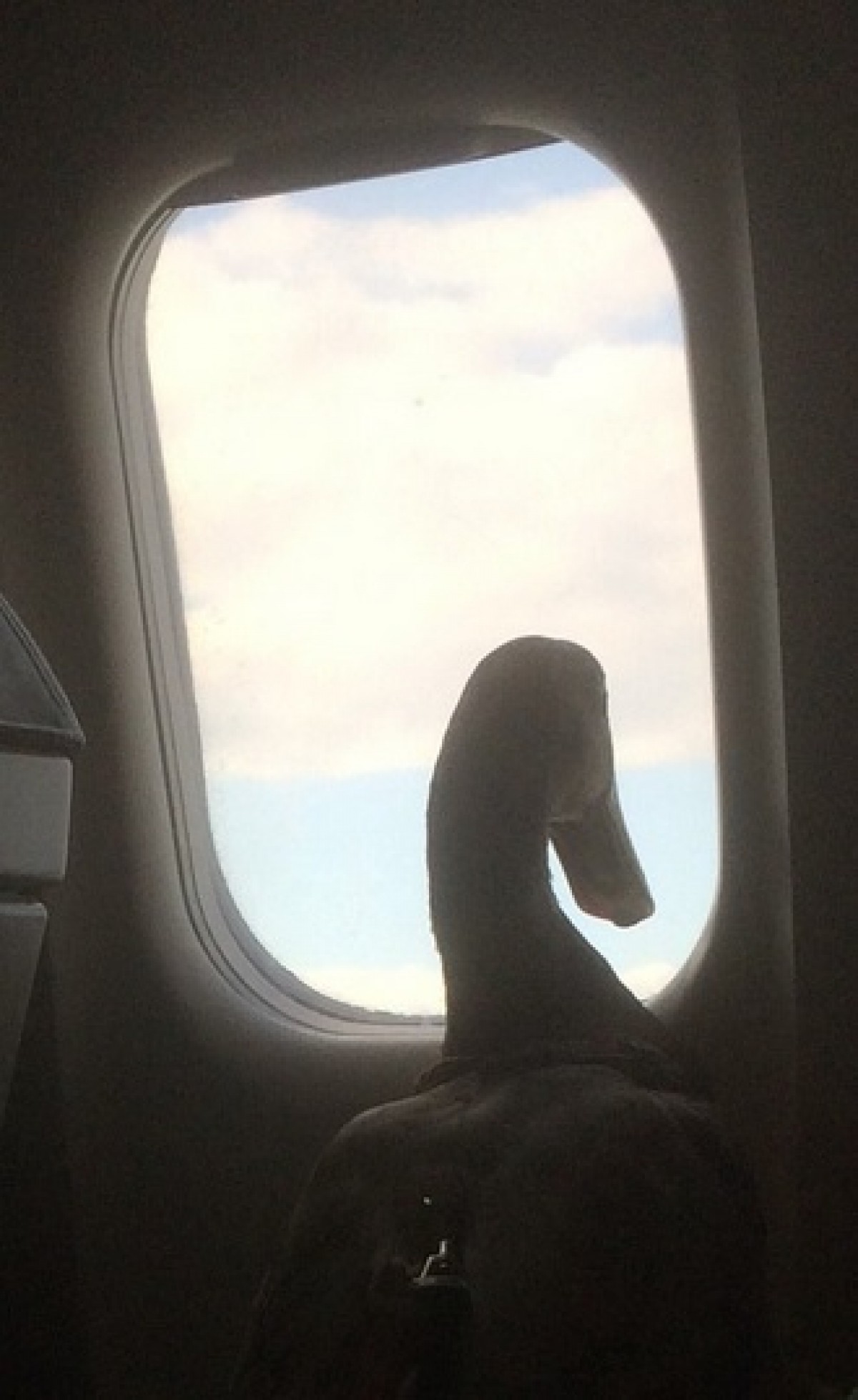 飛行機で「クワクワ」 飛べないアヒルが飛行機で空の旅