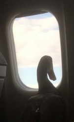 飛べないアヒルが飛行機で空の旅
