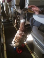 飛べないアヒルが飛行機で空の旅