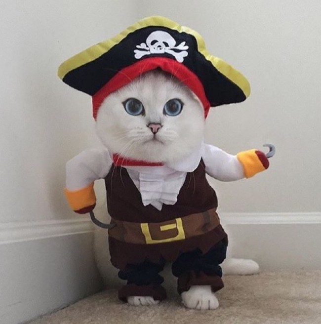 参考になるかも?にゃんこのコスプレ