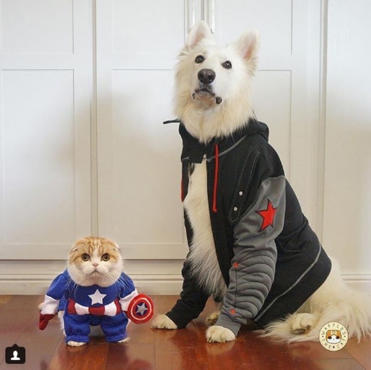 「恥じらわずに振り切るニャー」セレブにゃんこから学ぶコスプレのヒント