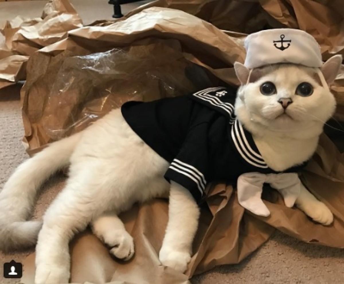 「恥じらわずに振り切るニャー」セレブにゃんこから学ぶコスプレのヒント