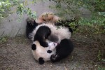 アメリカ生まれの双子パンダ　中国でホームシックに