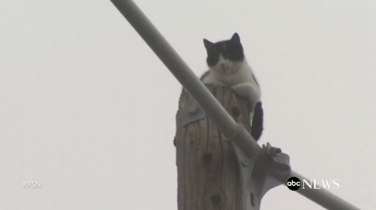 9日間電柱の上にいたニャンコ、無事に救出され飼い主の元へ