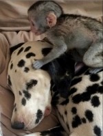 ダルメシアンのぶちをこすって消そうとする猿　消えずに困惑…