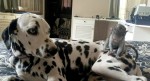 ダルメシアンのぶちをこすって消そうとする猿　消えずに困惑…