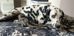 ダルメシアンのぶちをこすって消そうとする猿　消えずに困惑…