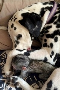 ダルメシアンのぶちをこすって消そうとする猿　消えずに困惑…