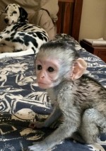 ダルメシアンのぶちをこすって消そうとする猿　消えずに困惑…