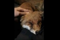 夜のお散歩に懐っこいキツネが付いてきた　しかし本当の目当ては…？