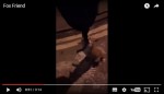 夜のお散歩に懐っこいキツネが付いてきた　しかし本当の目当ては…？