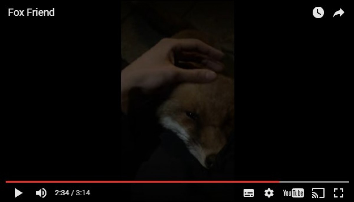 夜のお散歩に懐っこいキツネが付いてきた　しかし本当の目当ては…？
