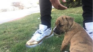 おもらしを自分でお掃除！ お利口すぎるピットブルの子犬が話題に