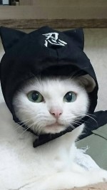 『猫侍』の主役猫あなご＆『猫忍』主役猫金時の萌えキュン写真公開