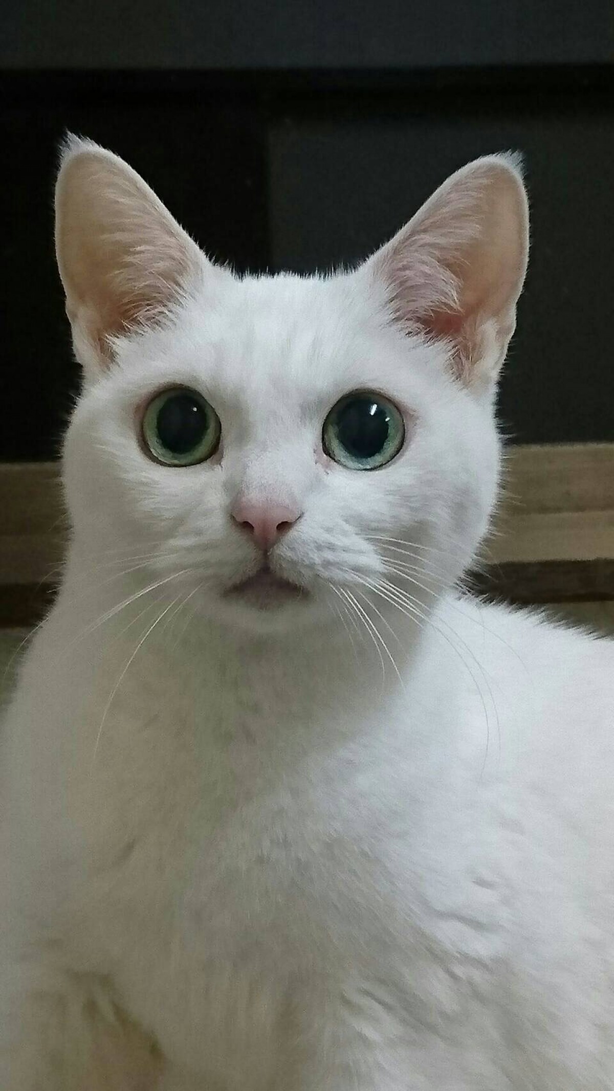 『猫侍』→『猫忍』へ あなご＆金時の“萌えキュン場面写真”一挙解禁