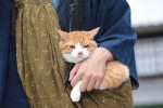 『猫侍』の主役猫あなご＆『猫忍』主役猫金時の萌えキュン写真公開