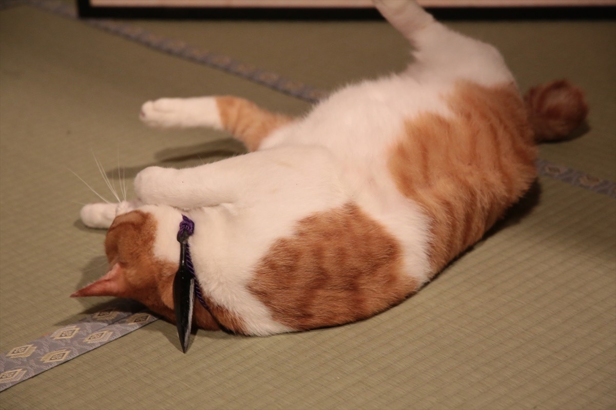 『猫侍』→『猫忍』へ あなご＆金時の“萌えキュン場面写真”一挙解禁