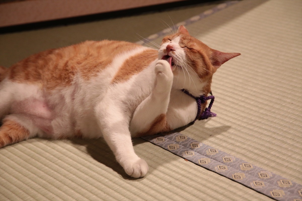 『猫侍』→『猫忍』へ あなご＆金時の“萌えキュン場面写真”一挙解禁