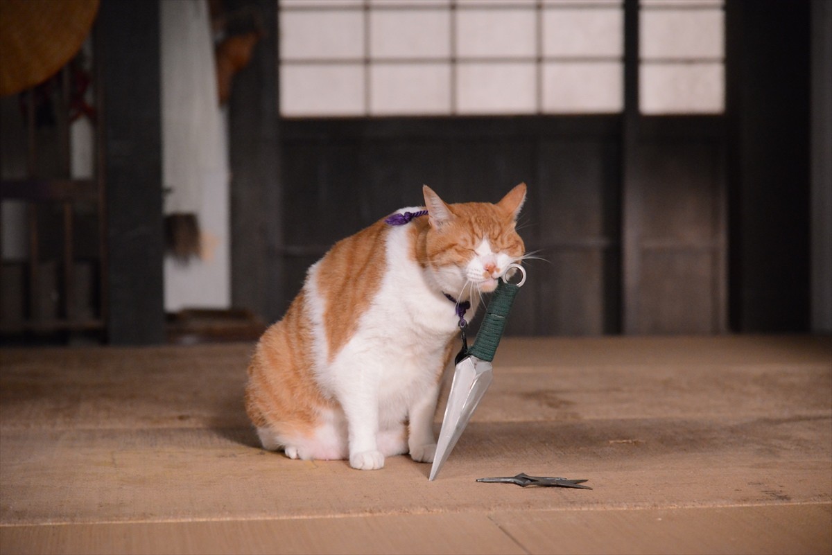 『猫侍』→『猫忍』へ あなご＆金時の“萌えキュン場面写真”一挙解禁