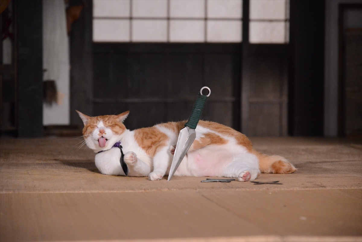 『猫侍』→『猫忍』へ あなご＆金時の“萌えキュン場面写真”一挙解禁