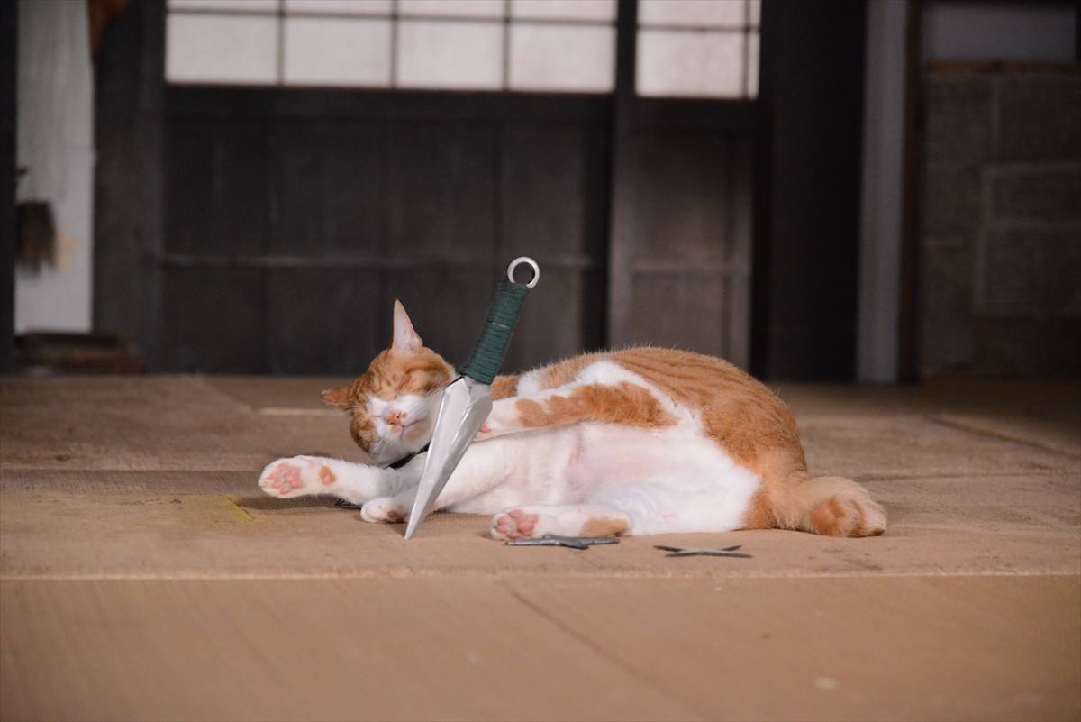 『猫侍』→『猫忍』へ あなご＆金時の“萌えキュン場面写真”一挙解禁