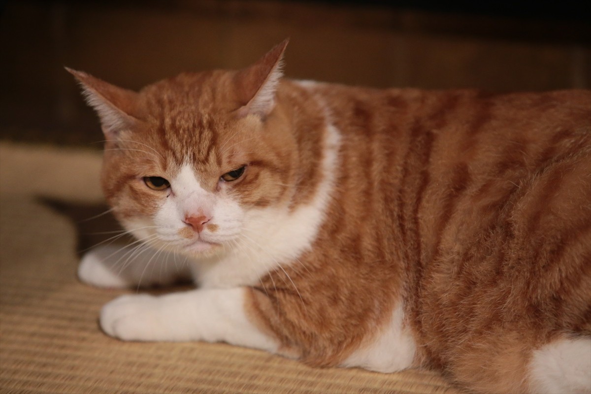 『猫侍』→『猫忍』へ あなご＆金時の“萌えキュン場面写真”一挙解禁