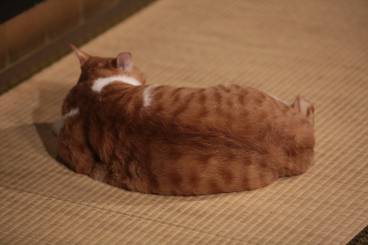 『猫侍』→『猫忍』へ あなご＆金時の“萌えキュン場面写真”一挙解禁