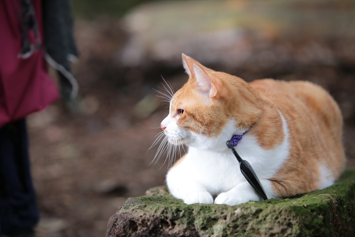『猫侍』→『猫忍』へ あなご＆金時の“萌えキュン場面写真”一挙解禁