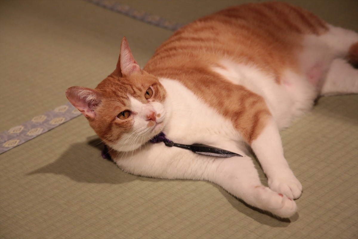 『猫侍』→『猫忍』へ あなご＆金時の“萌えキュン場面写真”一挙解禁