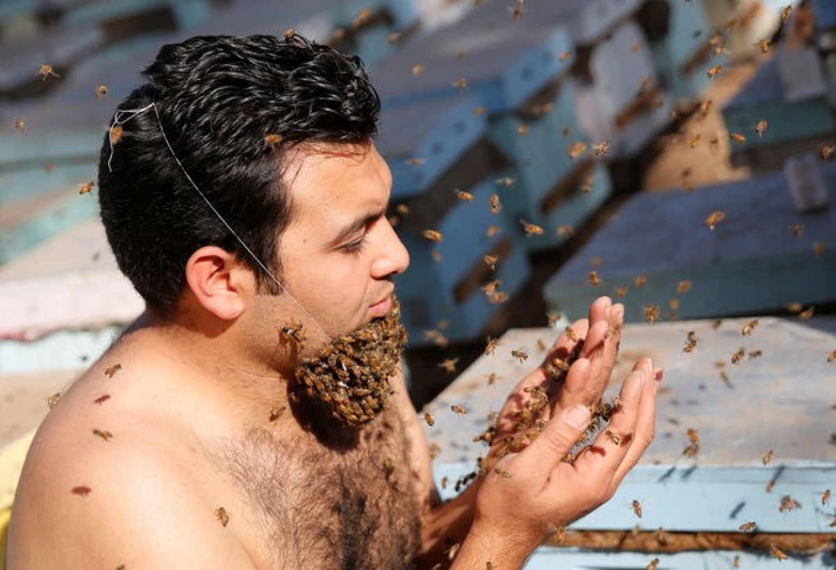 ミツバチのあごひげ！半裸のエジプト人養蜂家「ハチは攻撃的ではない」