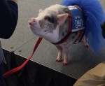 空港で働くセラピー豚！「可愛がって」メッセージ着用で旅行客癒す