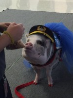 空港で働くセラピー豚