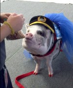 空港で働くセラピー豚！「可愛がって」メッセージ着用し旅行客を癒す