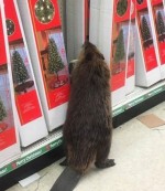 もふもふビーバーがクリスマスショッピング　店を荒らし警察出動!?