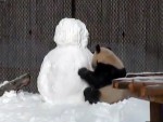 パンダが雪だるまと格闘！カメラが捉えたその結末とは…