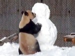 パンダが雪だるまと格闘！カメラが捉えたその結末とは…
