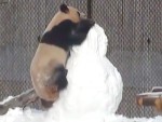 パンダが雪だるまと格闘！カメラが捉えたその結末とは…