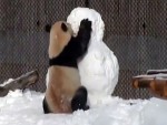 パンダが雪だるまと格闘！カメラが捉えたその結末とは…