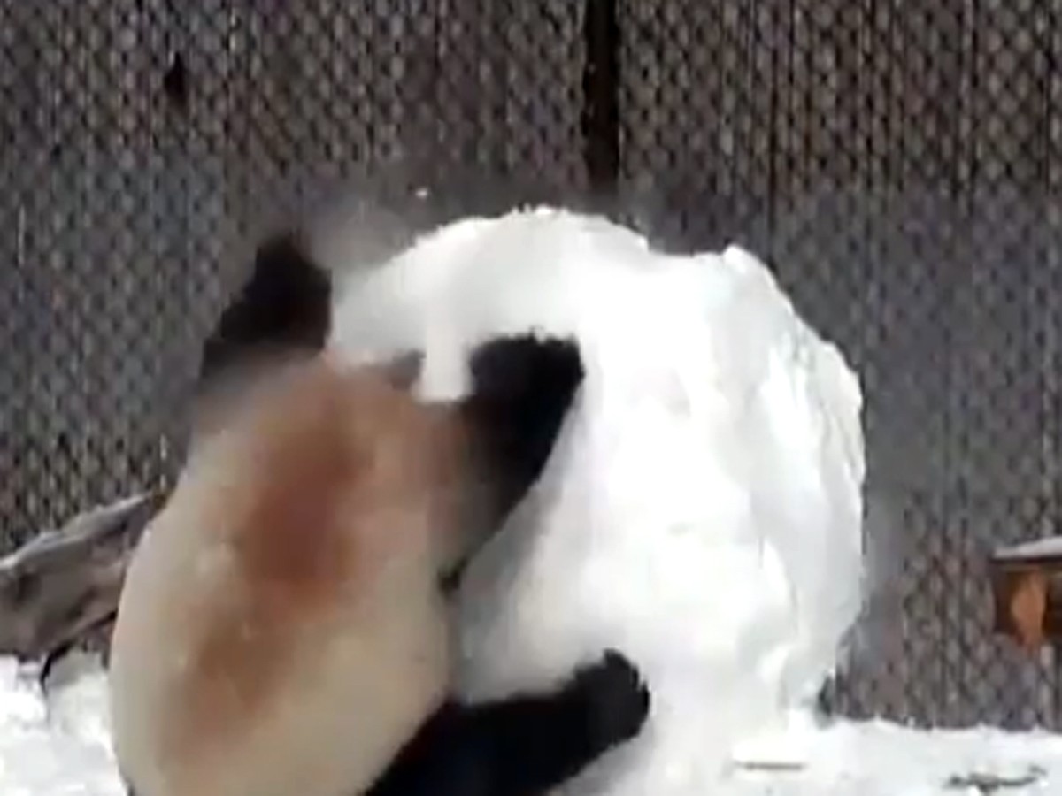 パンダが雪だるまと格闘！カメラが捉えたその結末とは…