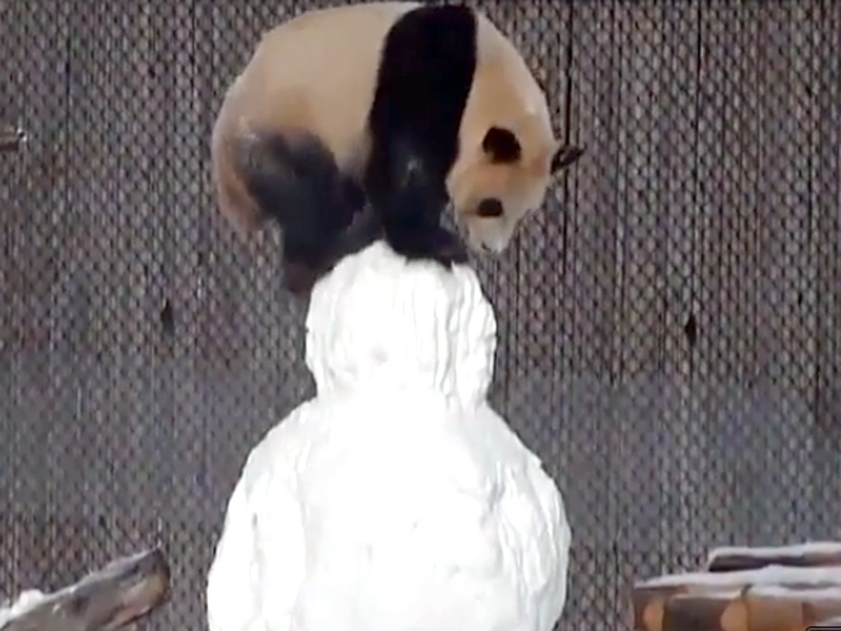 パンダが雪だるまと格闘！カメラが捉えたその結末とは…