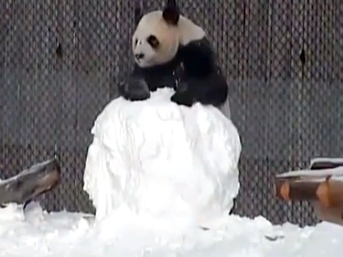 パンダが雪だるまと格闘！カメラが捉えたその結末とは…
