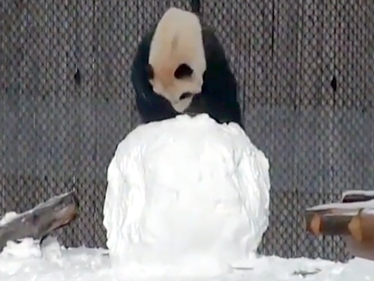 パンダが雪だるまと格闘！カメラが捉えたその結末とは…
