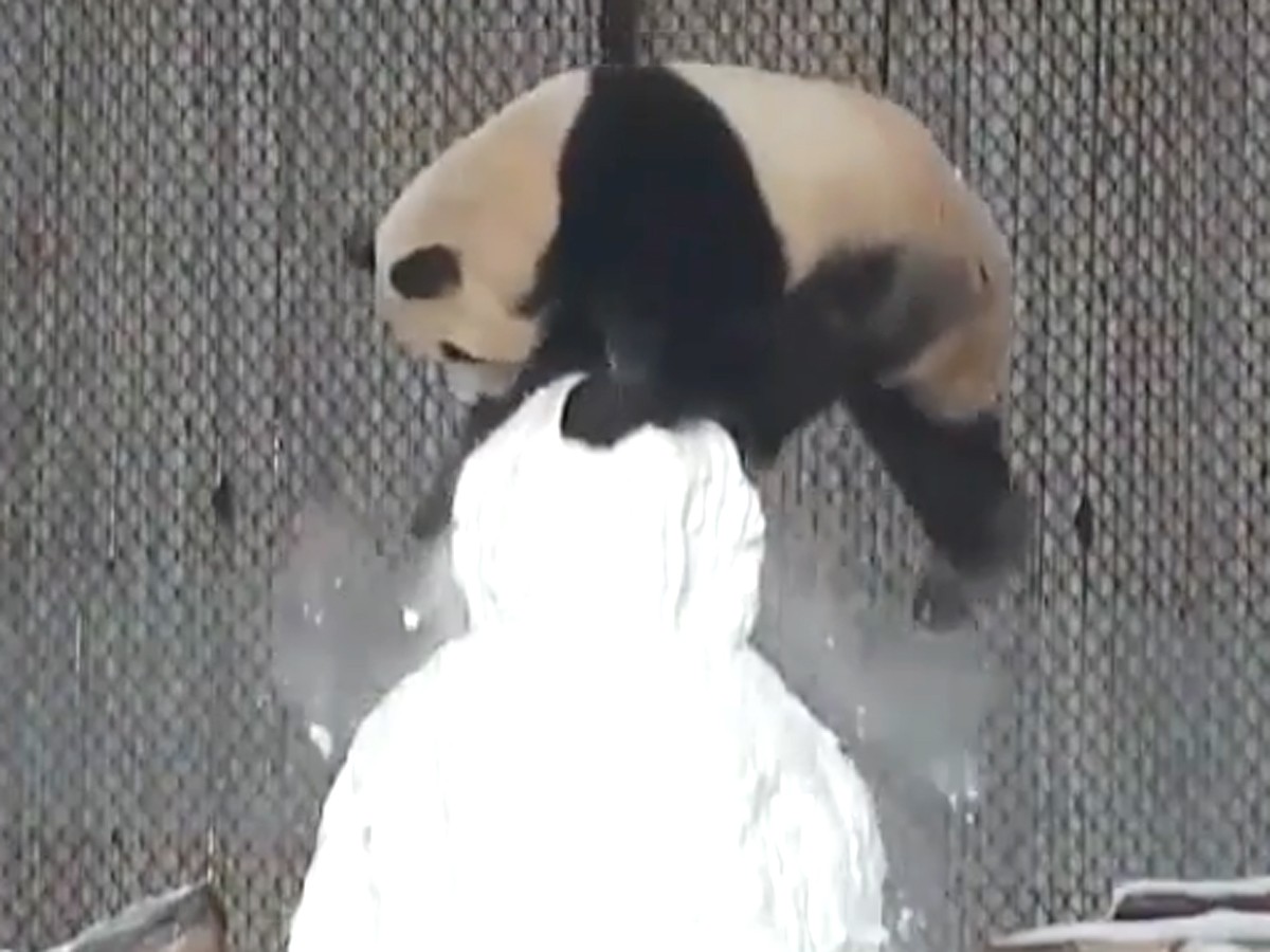 パンダが雪だるまと格闘！カメラが捉えたその結末とは…