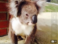 コアラからのSOS！ブラッシングであの“チクチク”から自由に