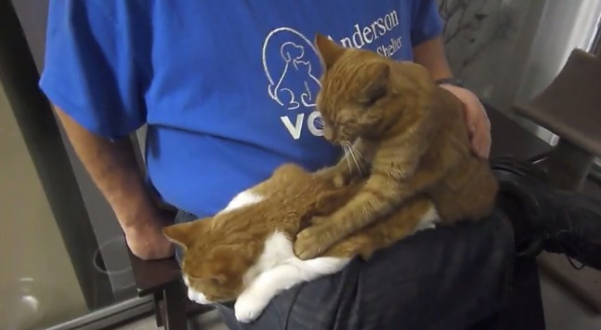 猫が猫をもみもみ!にゃんこマッサージ師が里親募集中