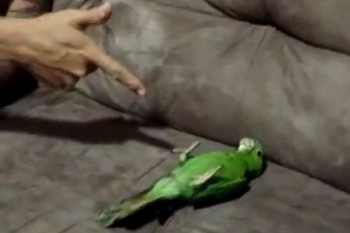 バーン!バタッ!死んだふりがうますぎるオウム