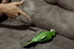 バーン！バタッ！死んだふりがうますぎるオウム