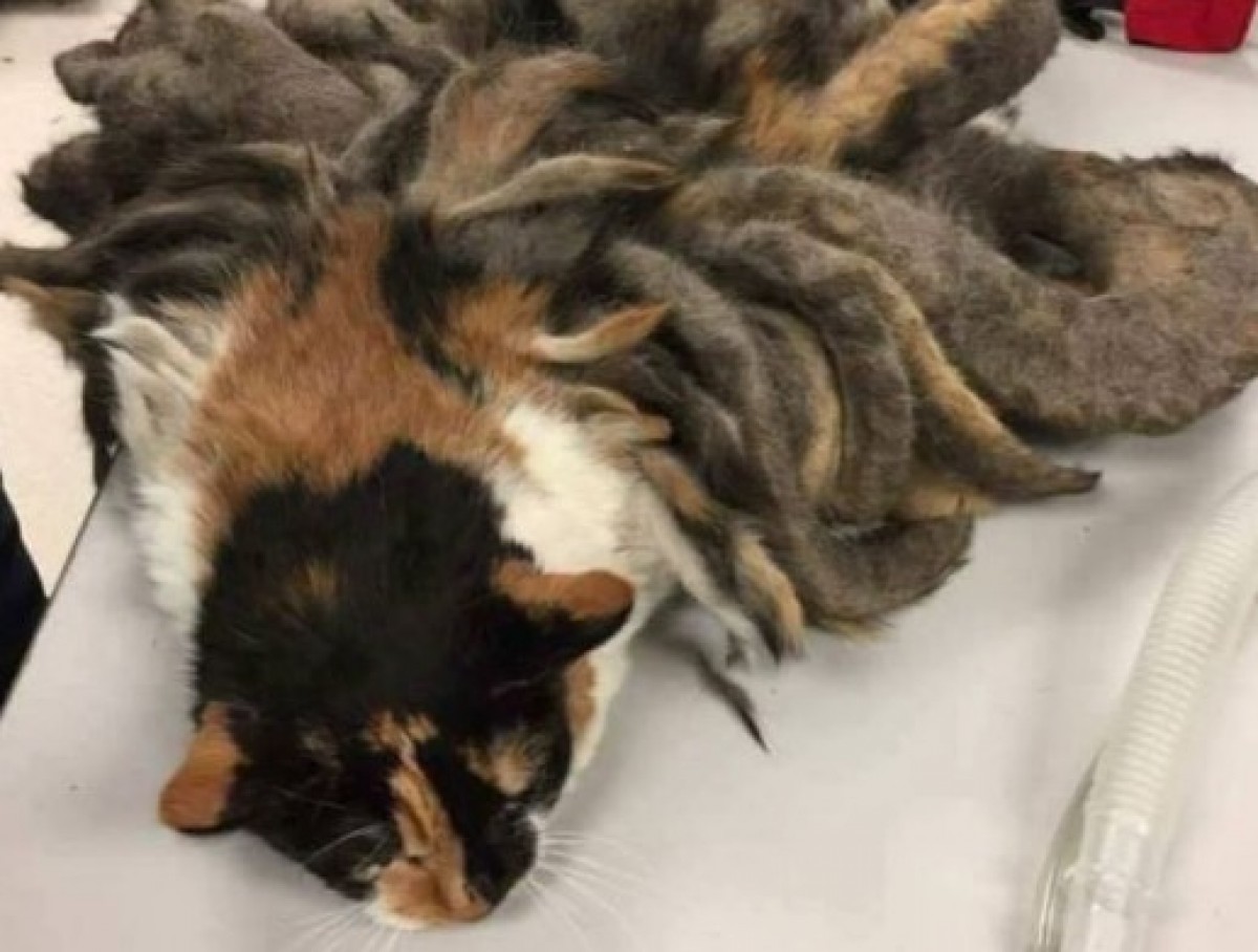 放置されてドレッドヘアになった猫とは?