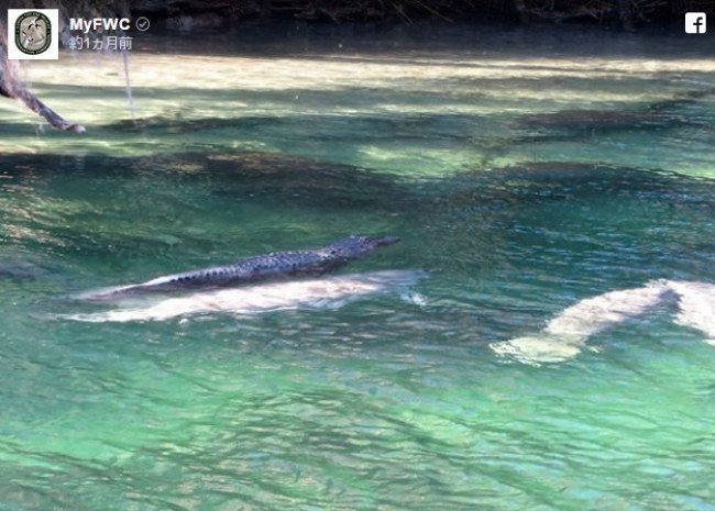 ワニがマナティーに乗って移動!?フロリダの公園で驚きの光景を発見